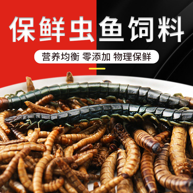 Fresh worm red dragon feed silver dragon fish special barley worm bakery yellow centipede parrot fish feed fish food