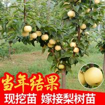 Pear tree seedlings Qiuyue pear green crown grafted seedlings Snow pear apple pear fruit tree seedlings Dangshan fragrant pear pear tree seedlings