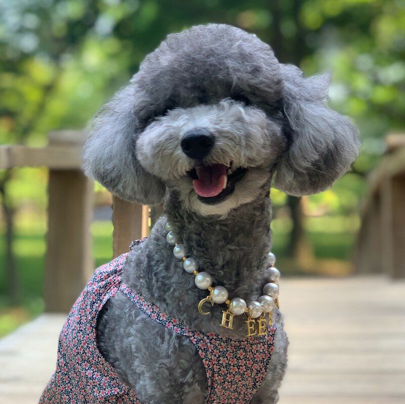 Korean craftsman manually tailored acrylic imitation of pearl metal name custom dog cat necklace decoration