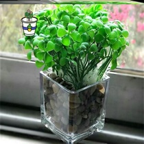 Four leafy grass plant potted interesting green plant with beautiful balcony desk window sill Lucky Grass Easy To Feed Flower Seed