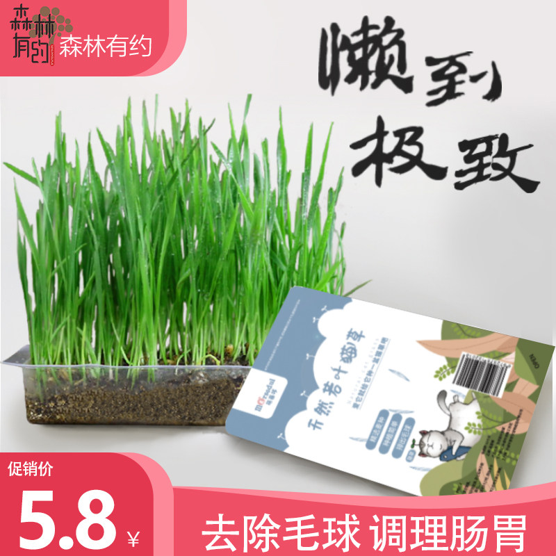 Cat seed hydro-pelled cat snack-peeled cottage spherical grooved cat seed planting kit for cat