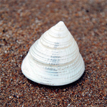 White Tower snail 3-4CM small horseshoe snail natural shell conch aquarium landscape home decoration collection specimen DIY