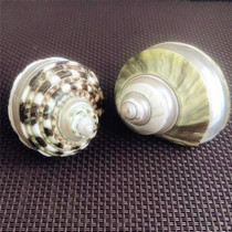 New natural conch shell track Green Snail water Family landscape crab shell home decoration gift collection crafts