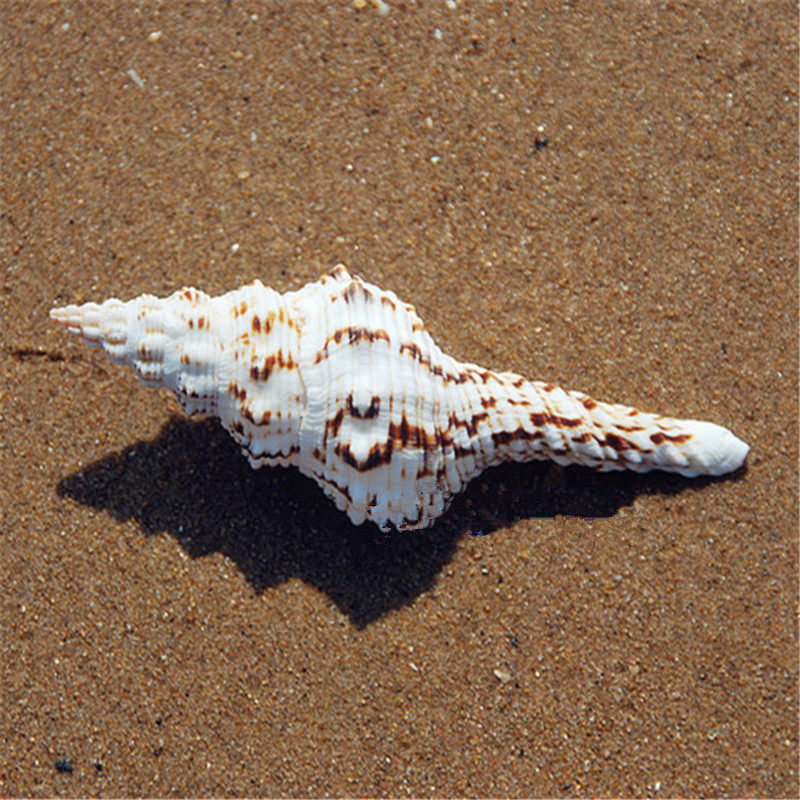 Flower Spotted Long Swirl 9-11CM natural sea snail shell fish tank Home Residence Decoration Shooting with Scape Swing Piece Specimen Collection