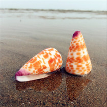 Natural conch shell 5-6CM red brick Cono snail aquarium landscaping platform home furnishings collection specimen toys