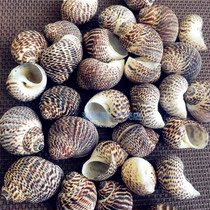 New bird egg snail natural shell conch 2-3CM scarce specimen Aquarium landscaping Home decoration toy DIY