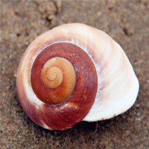 Bread snail natural shell conch Mediterranean Fengshui family decoration decoration hermit crab shell toy gift
