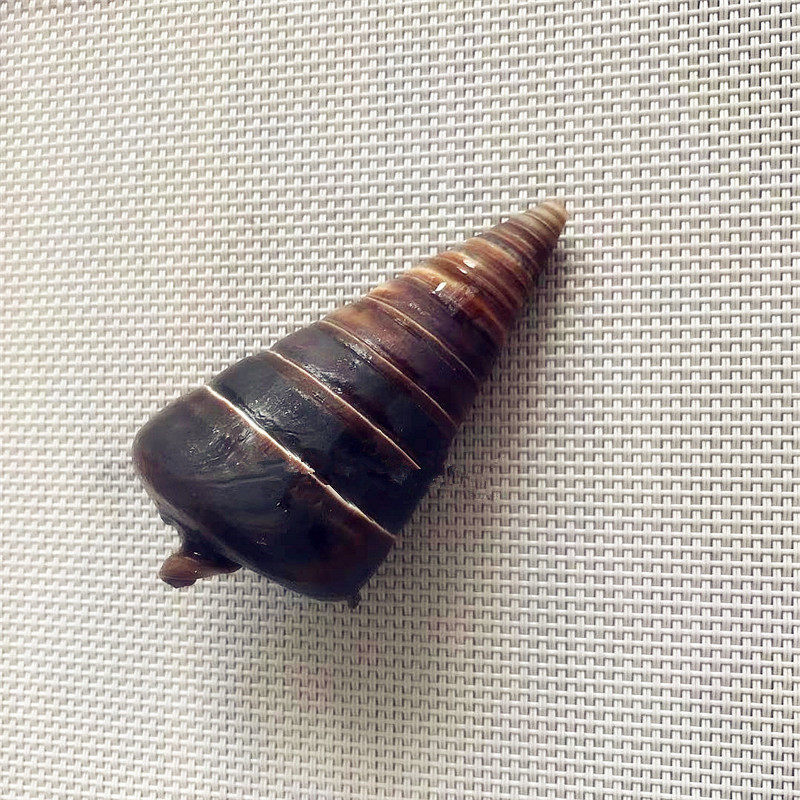 Large Telescope Snail 7CM left and right Fish tank View home Decorative Terrace Swing Piece Gift DIY Scarce Sea Snail Shells