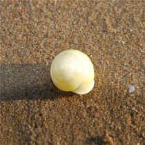 Natural shell conch soybean snail yellow snail snail 2cm pocket specimen snail aquarium decoration collection gift Buddhism
