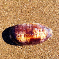 Natural conch shell 10CM black deer pattern treasure snail water family furniture decoration gift collection scarce specimens