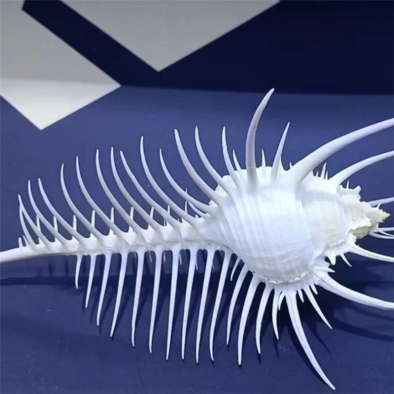 Venus bone snail 4-11CM natural sea snail shell fish tank Home Decorative Pendulum piece Gift Collection Specimen Snail