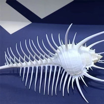 Venus snail 4-11CM natural conch shell aquarium home decoration ornaments gift collection specimen snail