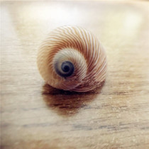 Natural conch shell 2-3CM brown striped cats eye snail aquarium landscape shooting props platform decoration toy