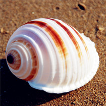 Brown band quail snail 10cm natural conch shell piano snail water Family decoration ornament curly shellfish shell fleshy flower pot