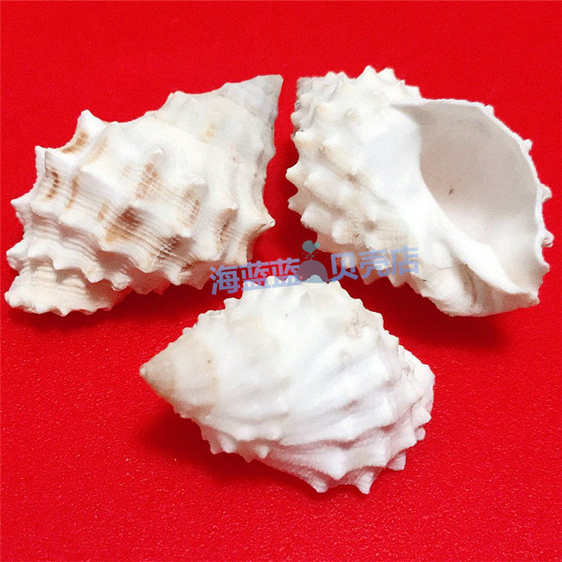 Natural conch shell rare white knot snail 4-5CM Aquarium landscaping floor ornaments decorative specimens collection toys