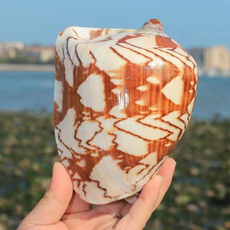 Natural sea snail shell dance sleeve vortex snails 12-17CM large scenery snail fish tank construction home decoration pendulum piece gift