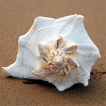 Natural conch shell oversized left spiral snail 10-20cm lucky transfer Buddhist feng shui snail office ornaments rare