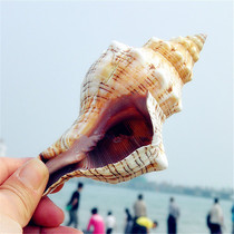 Big red spiral snail 15-19cm natural conch aquarium set home wedding decoration ornaments marine specimen instruments