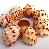 Natural rare 3-4CM small lychee snail red rock snail water Family landscape decoration ornaments specimen DIY