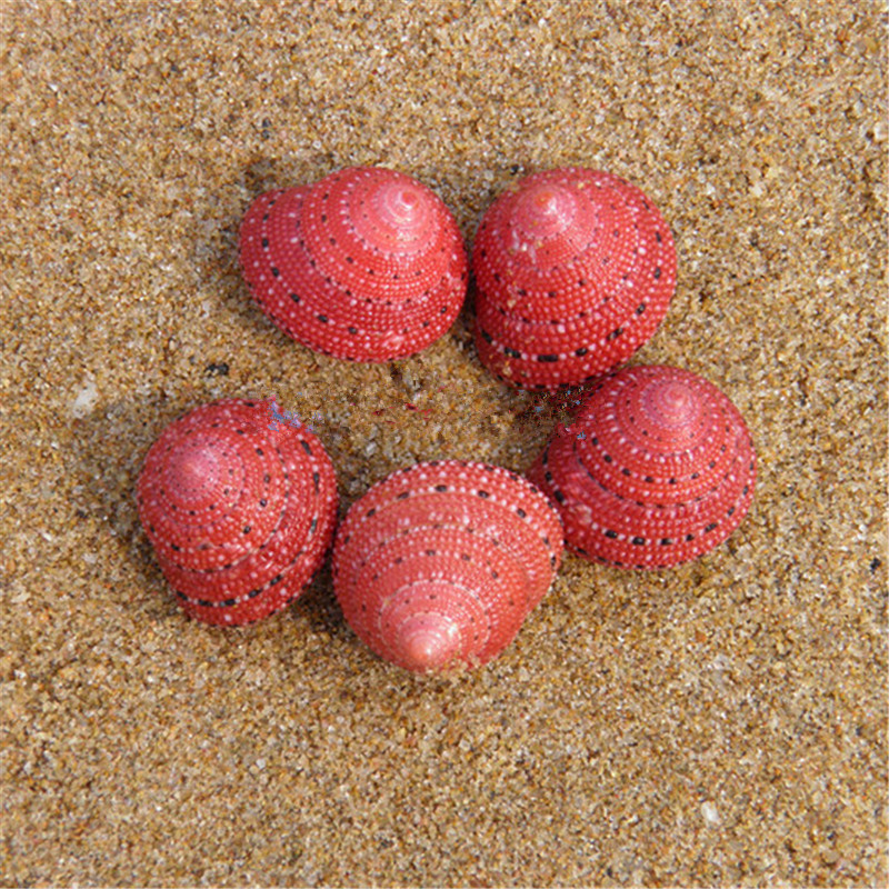 Hot sale natural conch shell strawberry bell snail 2cm scarce snail specimen collection gift small cute DIY decoration