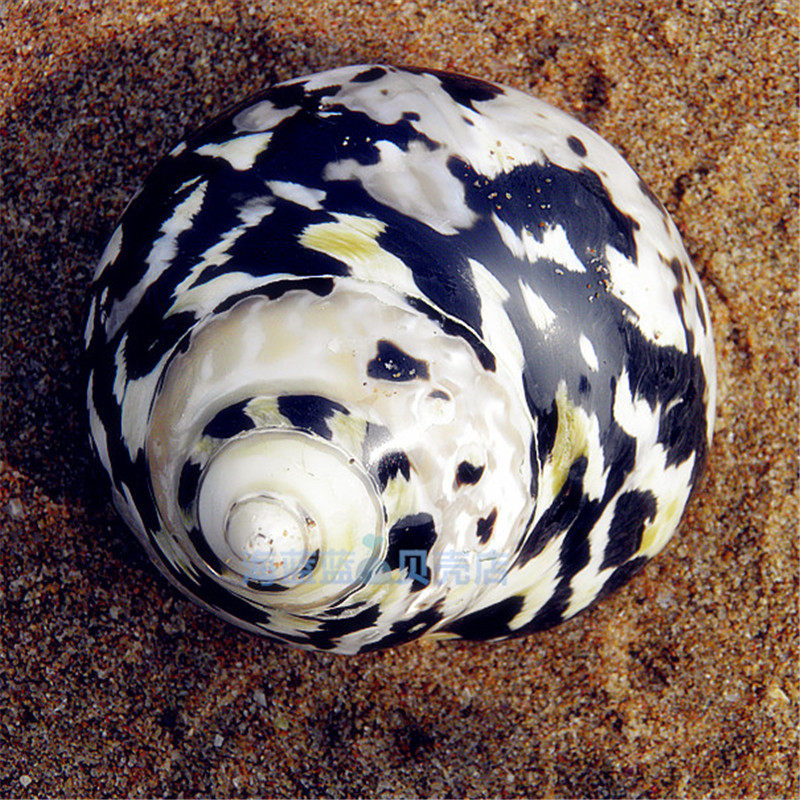 King Cong Shell South African salamander snail black King Kong 6-7CM natural shell ...
