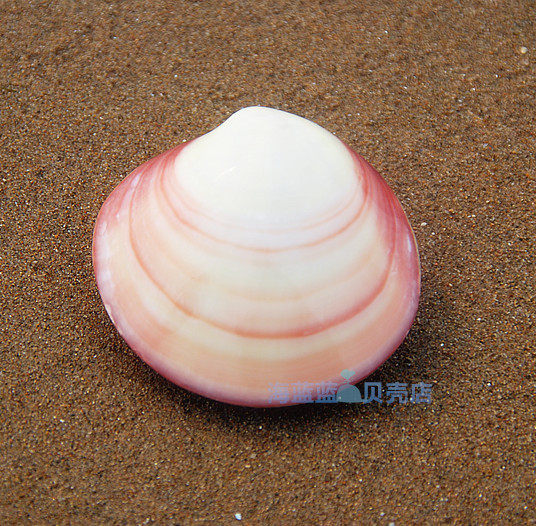 Natural conch shell crafts powder clam 5-7CM white pearl shell exquisite gift collection ornaments handle pieces