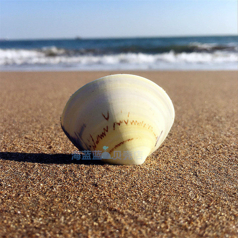 Natural conch shell clam shell 4-6CM clam shell wall sticker Aquarium home decoration landscaping art painting DIY