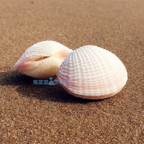 Natural white hemp bird tail clam 7CM conch shell collection Aquarium landscaping ornaments floor decoration toys DIY