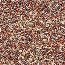 Turtledove pigeons young pigeons pigeon feed no corn no pea pigeons pigeons pigeons pigeons pigeons 500g