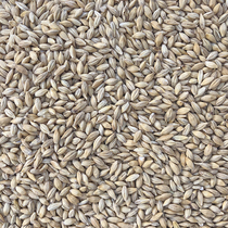 Pigeon feed Barley pigeon feed Barley seed pigeon feed Carrier pigeon feed one piece=5 pounds