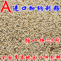 Imported Canary parrot bird food oil pointed millet White pointed millet grass Lu seed pigeon food bird food 5 pounds