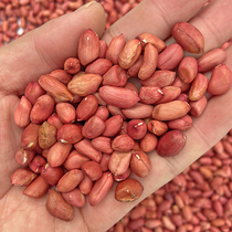 Pigeon food Safflower raw rice Small grain peanut rice Pigeon feed Ornamental pigeons racing pigeons Carrier pigeon feed 500g