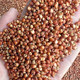 Red sorghum, pigeon food, pigeon food, meat pigeon food, bird food, pigeon food, wine, chicken feed 50 Jin [Jin equals 0.5 kg]