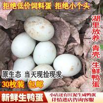 Fresh Duck Egg Farmhouse Loose Raising Aquatic Duck Egg Grass Duck Egg Turquoi Duck Egg Green Turquotskin Crust