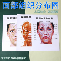 Cosmetic Orthopedic Facial Blood Vessel Distribution Map Neuromuscular Distribution Teaching Aids Reference Poster for three sets