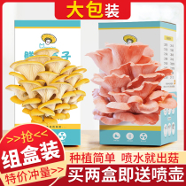 Mushroom Strain Bag yourself Mushroom Seed Strain Home Variety Diy Indoor Planting Box Family Mushrooms edible