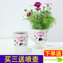 Kindergarten plants flowers small potted mint mimosa Lazy green plant green office flowers Indoor seasons