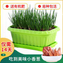 Onion seedling Small onion seedling potted four seasons vegetable seedling red onion seedling head onion seedling Balcony vegetable seedling