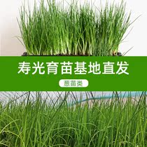 Four seasons shallot seed seedling Shallot seedling vegetable relict shallot seed seed seed head split 葱葱 Red shallot dried balcony potted plant