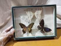 Recall] Old and old specimen objects old specimens objects butterfly props for the nostalgic specimen decoration