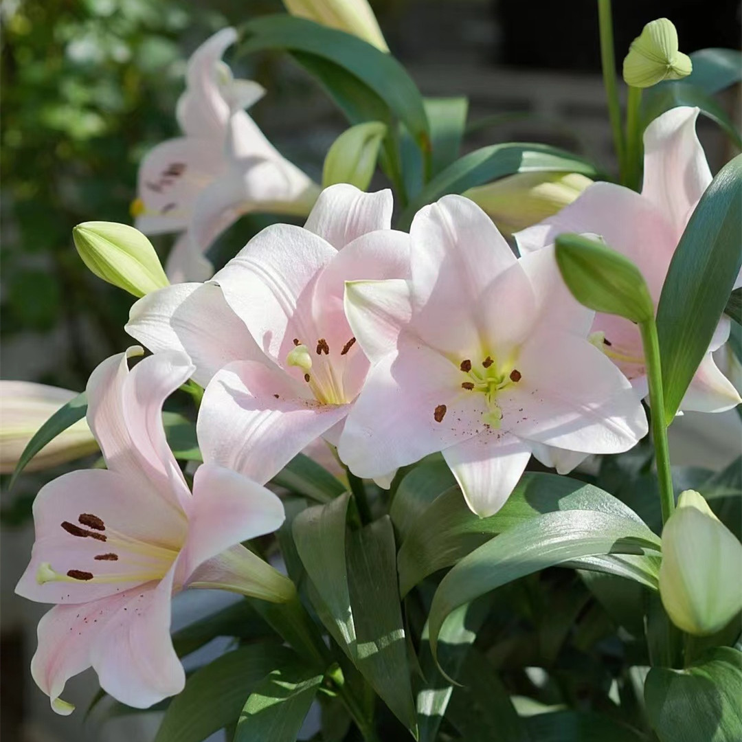 (24-3-4-month hair) (link 3) Dutch import lily seed ball carivarese 3 pieces-Taobao