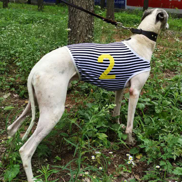 Gelibitt Ghui Racing Dog Track Racing for large and medium-sized dogs Dogs Clothes Hunting for dogs Vest Horse clips