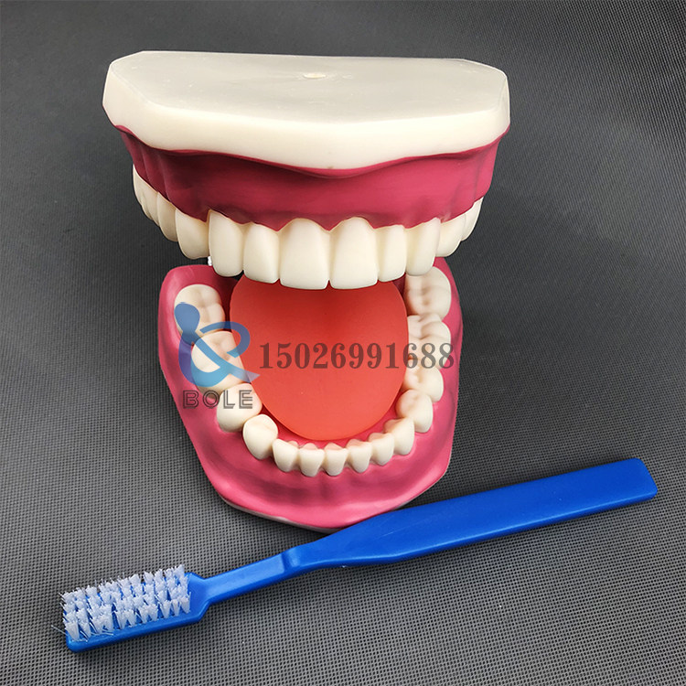 牙护理保健模型口腔模具牙齿清洁训练刷牙教具指导练习放大6倍