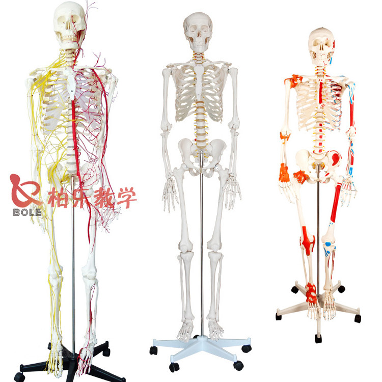 全身人体骨骼解剖模型骨架脊柱脊椎模具仿真人假人教具85cm180cm