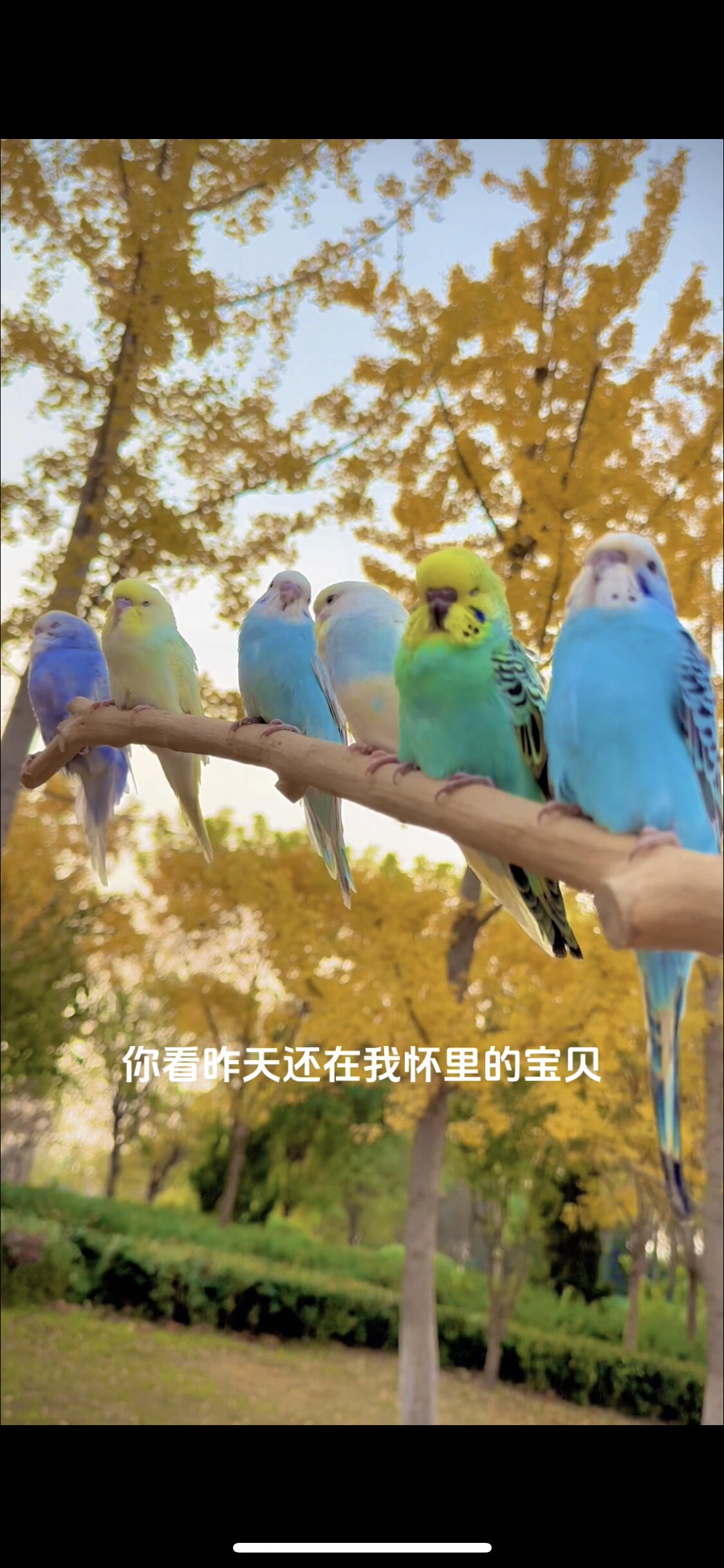舒畅萌宠