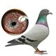 Carrier pigeon live performance pigeon pedigree pigeon sky falling bird racing pigeon one shed big nose pigeon famous pigeon breeding pigeon young pigeon