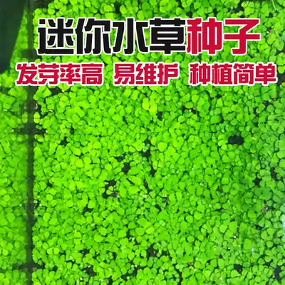 Fish tank decoration aquatic grass seeds set water grass seed set water grass foreground grass real plant aquarium living mini seeds