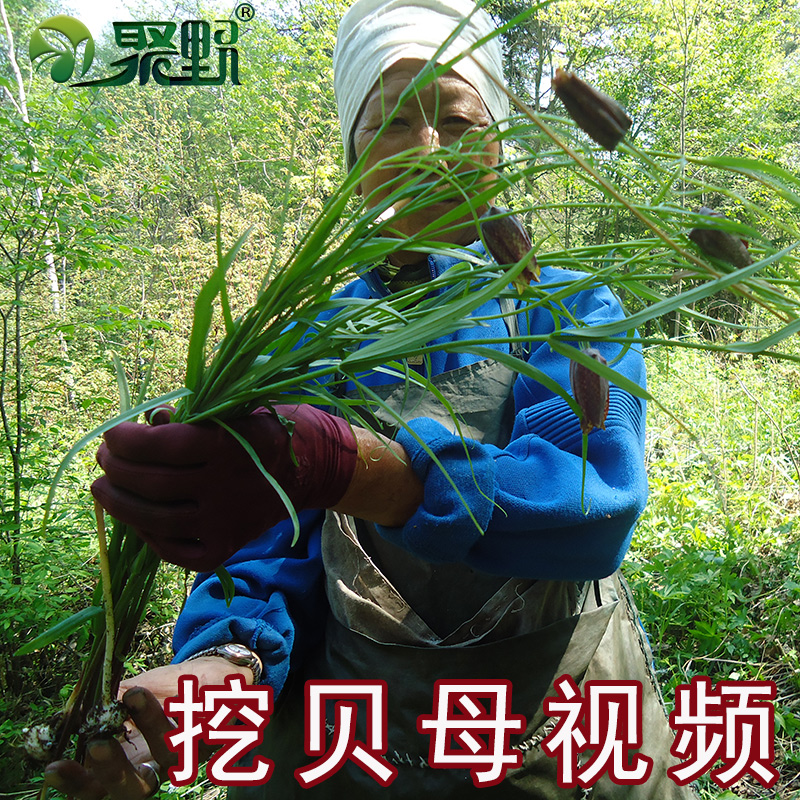 Poly-wild Changbai Mountain fritillaria wild Sichuan fritillaries without sulphur and without bad processing 100g