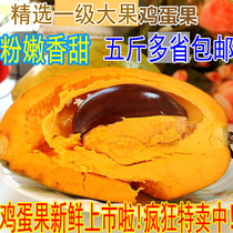 Vietnamese variety egg yolk fruit egg fruit premium large fruit Lion fruit Tropical fresh fruit sweet and waxy 5 pounds