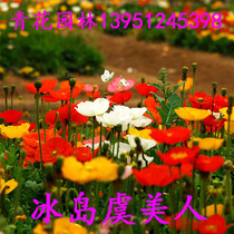 Yu beauty flower seed double petal flower seed seed Lichun flower easy to live indoor balcony sun seed